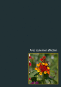 Fleurs &eacute;clatantes pour un doux souvenir